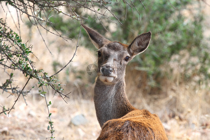 女性红鹿马鹿食草动物荒野鹿属自由打猎森林水平图片