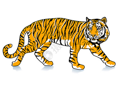 飞虎丛林动物园边界黄色框架老虎力量野生动物淀粉动物插画