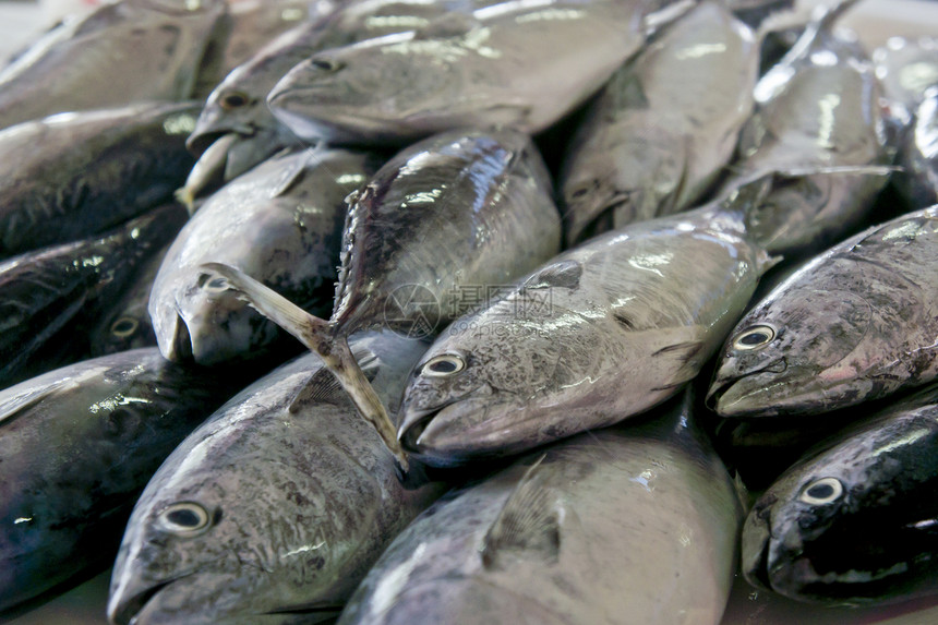 市场上的鱼美食营养动物海鲜海洋展示饮食学校摊位零售图片