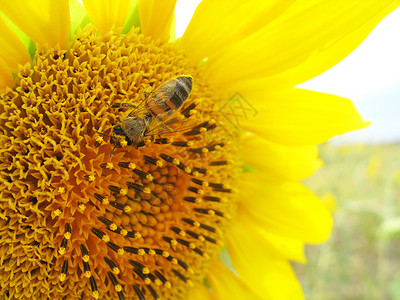 向日葵上的蜜蜂黄色宏观昆虫照片背景图片