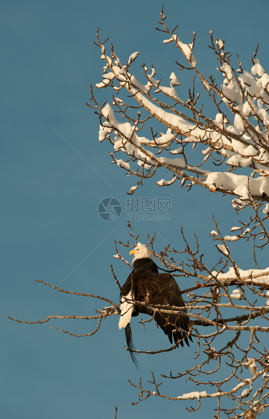秃鹰缠在树上鸟类生物翅膀旅行荒野动物动物群猎鹰白尾栖息图片