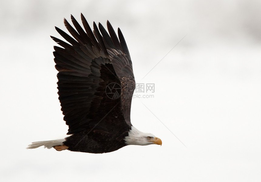 秃鹰在雪上飞过时的飞行阶段 其背景覆盖了雪层航班猎人濒危自由翅膀动物天线鸟类野生动物捕食者图片