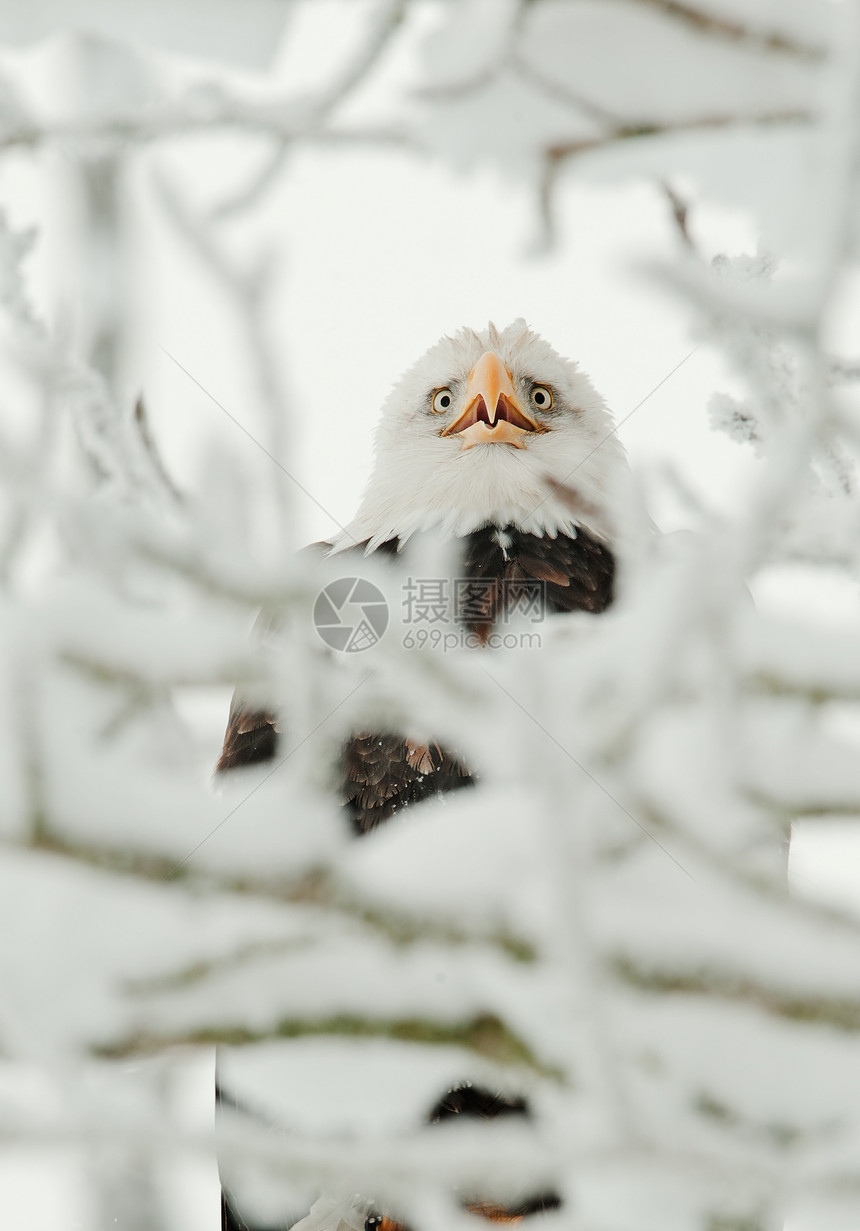 秃鹰围在雪上旅行生物白尾海藻栖息翅膀自由濒危脊椎动物动物图片