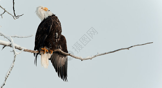 秃鹰围在树枝上旅行羽毛自由鸟类动物猎鹰翅膀濒危脊椎动物生物背景图片