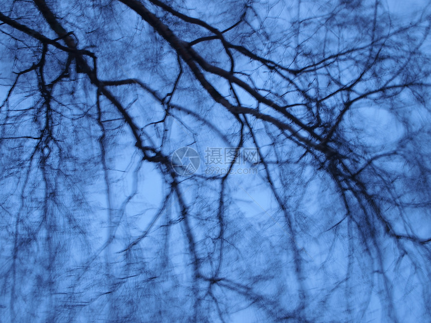 风桦木树枝天空相片射频图片