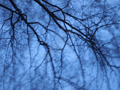 风桦木树枝天空相片射频背景图片