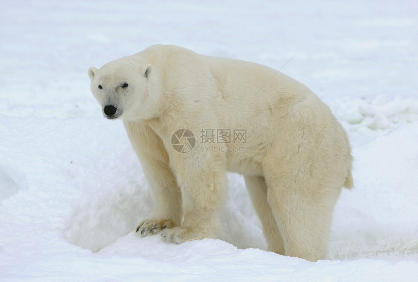 北极熊的肖像荒野濒危鼻子栖息地危险动物毛皮苔原食肉旅行图片