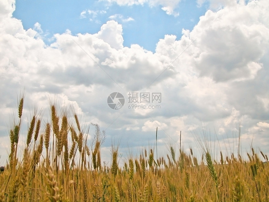 年天空面包空气耳朵地平线收成图片