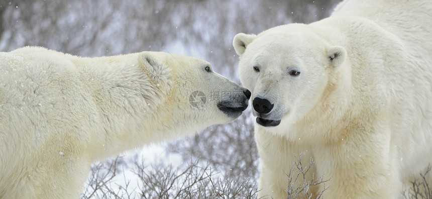 两只北极熊旅行苔原野生动物童年蓝色夫妻生物天气捕食者鼻子图片