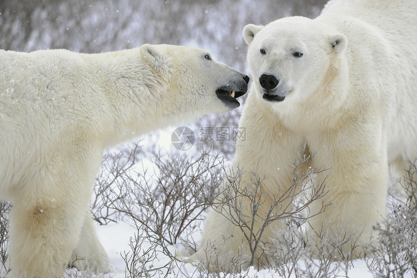 两只北极熊危险爪子动物蓝色海事生物野生动物捕食者荒野栖息地图片