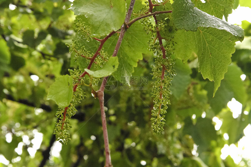 зеленый виноград图片