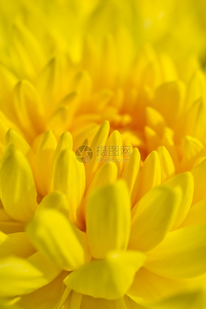 黄色菊花植物植物群宏观水滴季节雏菊橙子园艺植物学投标图片