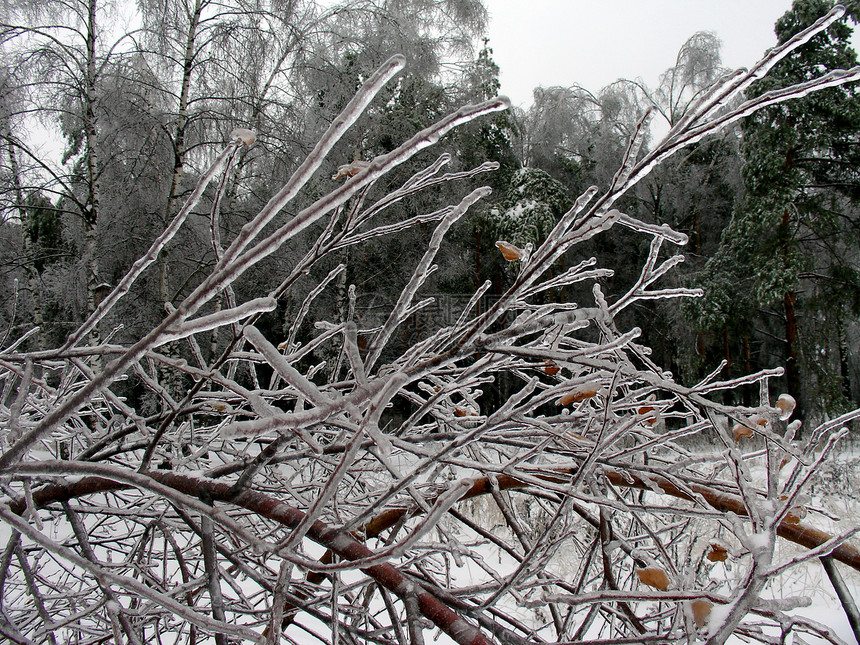 带冰的分支季节桦木物理木头风暴冻结房子天气灾难森林图片