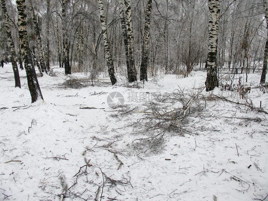 风暴后森林桦木天气灾难木头休息公园季节物理冷冻冻结图片