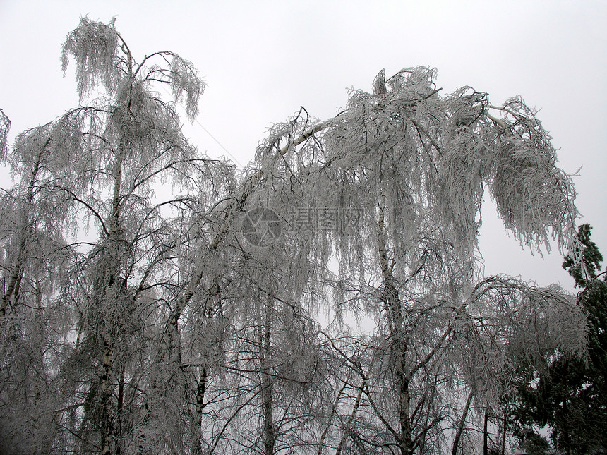 冰雪中的树木桦木物理季节森林风暴天气白色公园木头房子图片