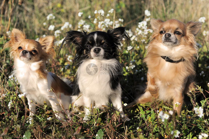 3个吉娃娃白色黑色花园动物宠物犬类伴侣草地棕色场地图片