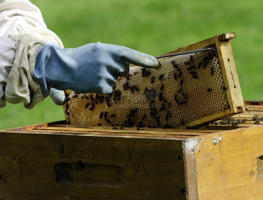 美元蜂蜜蜂巢民众工作蜂蜂蜡工作框架养蜂业工人女王图片