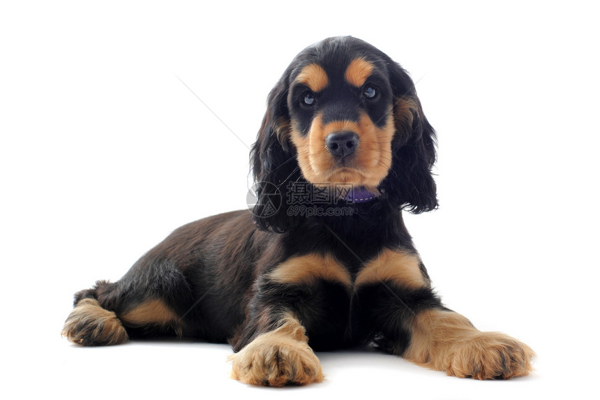 小小狗英式公鸡白色动物猎犬宠物犬类工作室黑色棕色小狗图片