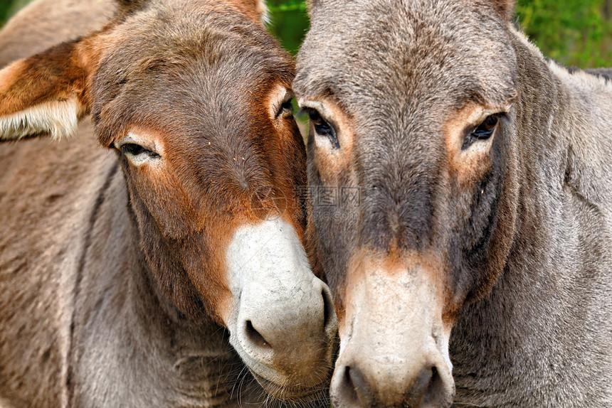 驴子夫妻农场压痛动物图片