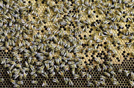 美元工人养蜂业六边形蜂蜡民众女王蜂蜜工作蜂巢背景图片
