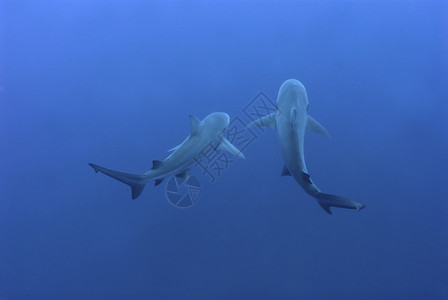 两条鲨鱼鲨鱼伙伴背景