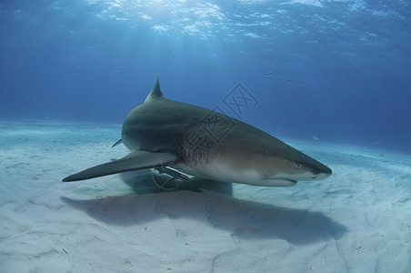 地表工海洋沙波鲨鱼海床小眼睛鲇鱼捕食者蓝色清水负离子背景图片
