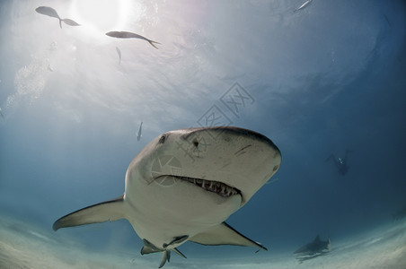 中美洲地区鲨(Qirky 鲨鱼)背景