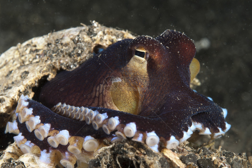 保护章鱼海洋黑沙安全吸盘鳞片状蛤蜊庇护所触手小动物图片