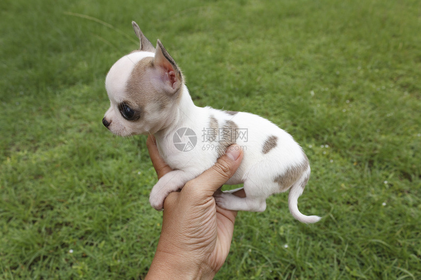 吉娃娃小狗人类犬类动物哺乳动物白色公园绿色宠物家畜友谊图片