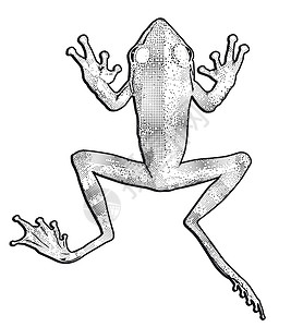 小青蛙绘画爬虫环境插图动物短跑池塘宠物种类蟾蜍背景图片