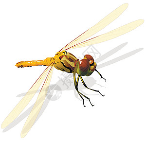 龙静脉云母蜻蜓捕食者航班尾巴翅膀绿色插画