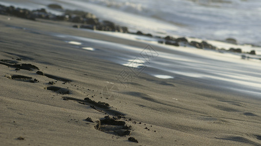 自然支撑海岸线日落动物背景图片