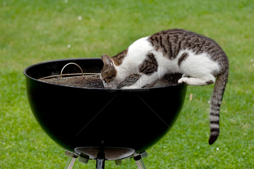 饿猫绿色乐趣烧烤午餐动物群饥饿宠物炙烤食物猫科图片