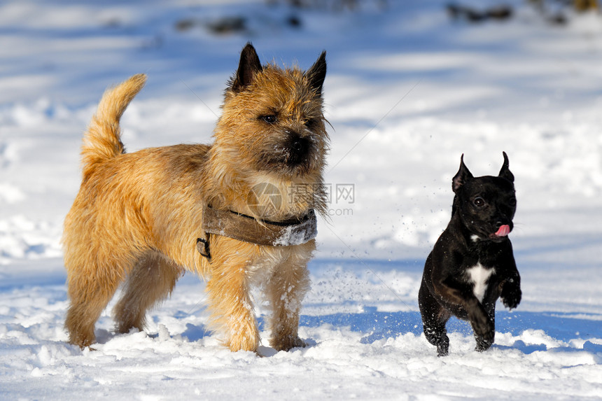 两只狗宠物运动猎犬跑步伴侣犬类朋友们忠诚友谊赛车图片