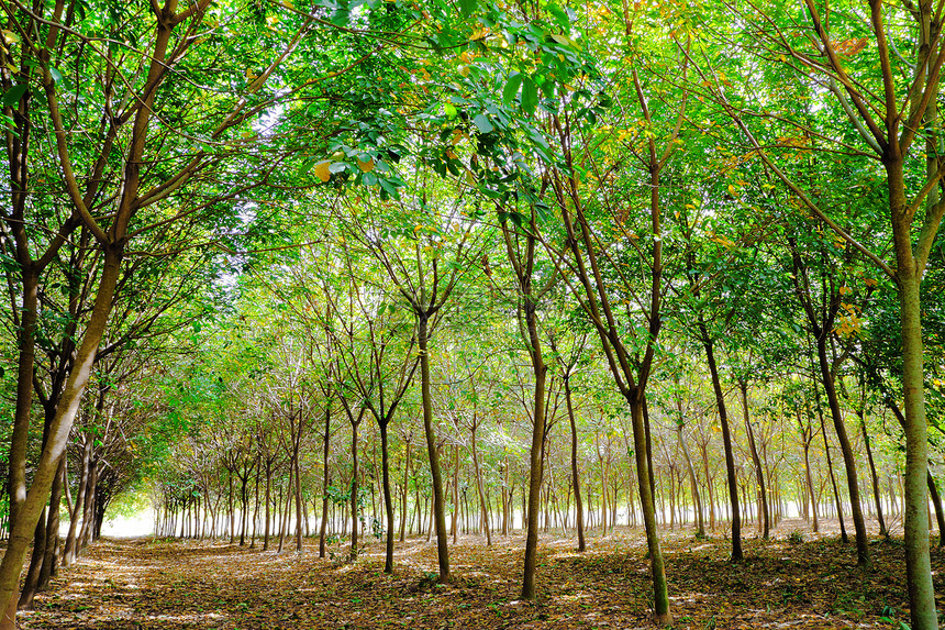 橡胶种植园风景牛奶植物群树干收获衬套材料环境植物森林图片