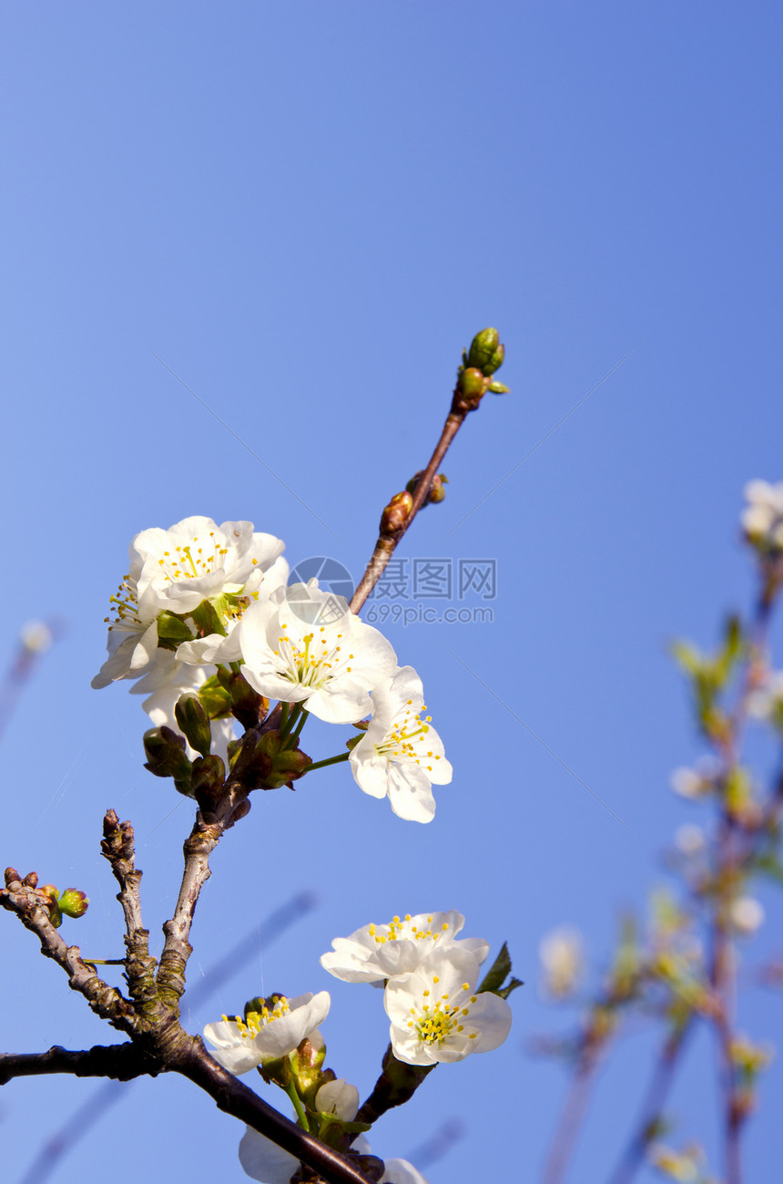 樱桃树春花和天空背景图片