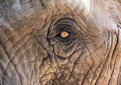 大象动物哺乳动物背景图片