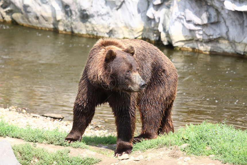 棕熊荒野毛皮野生动物动物主题哺乳动物工作室棕色力量正方形图片