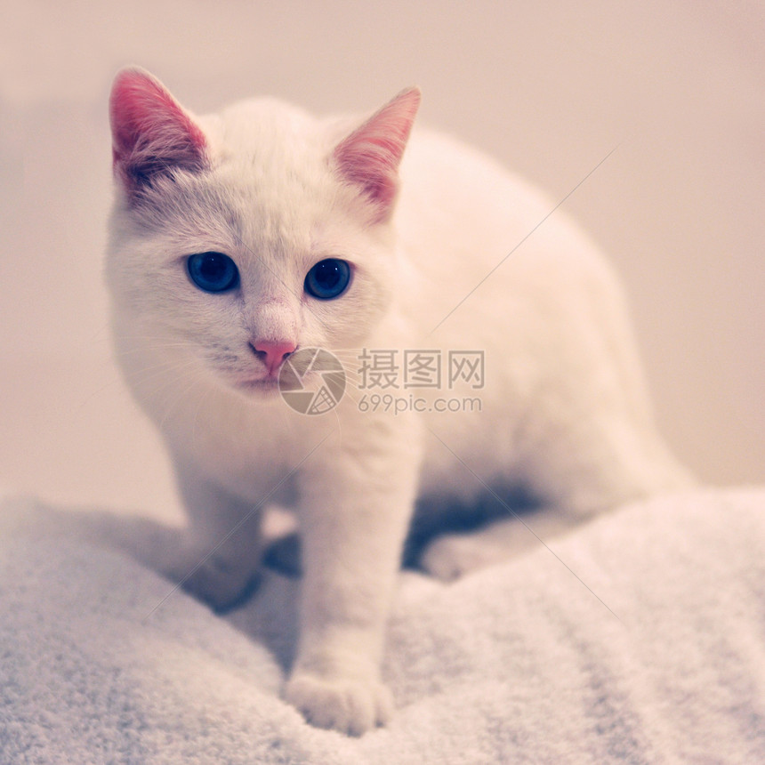 白猫小猫警觉工作室蓝色宠物男性眼睛动物图片