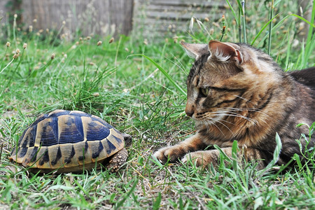 乌龟和猫背景图片