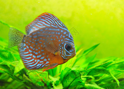 铁饼玻璃动物科鱼游泳曲线热带宠物水族馆蓝色背景图片