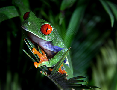 红眼树蛙绿色丛林红色蕨类热带气候野生动物青蛙眼睛雨林背景图片