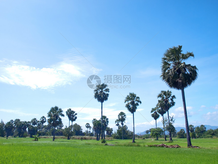 稻田字段植物群场景叶子季节草本植物阳光环境收成场地生长图片