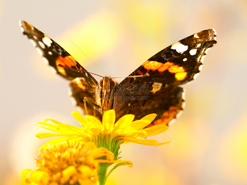 黄花上的蝴蝶公园天线环境季节植物昆虫斑点生物学鳞翅目生活图片