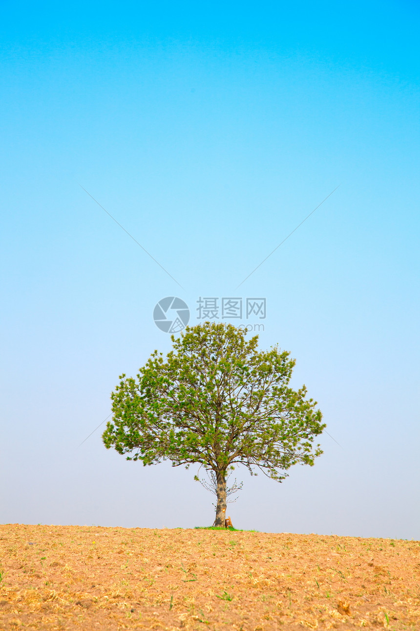 蓝天上的树 在耕种的大地上图片