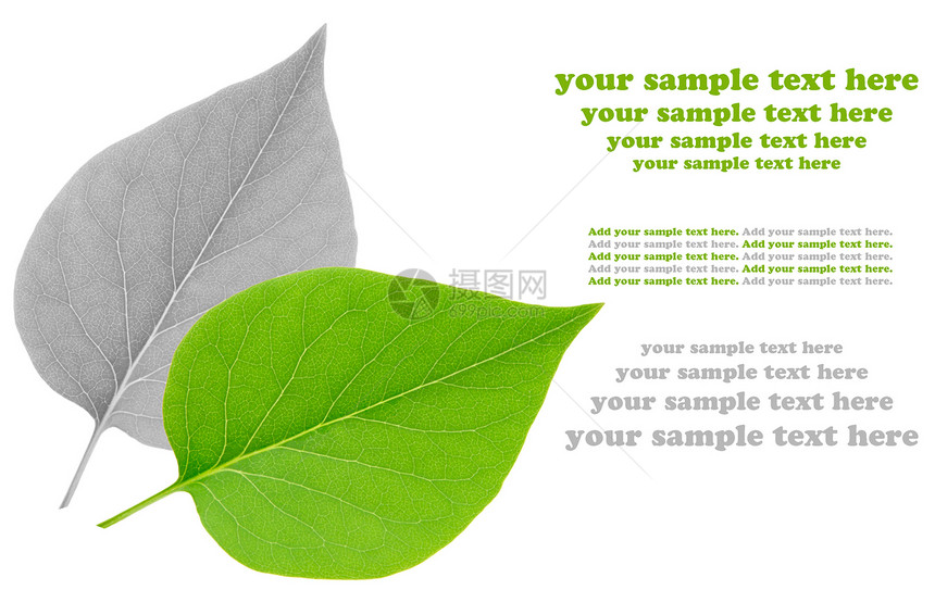白背景上孤立的叶叶植物群植物草本药品健康医疗白色标本馆叶子植物学图片