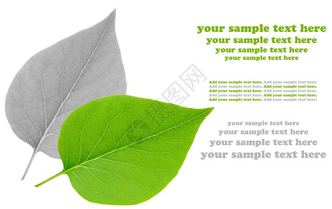 白背景上孤立的叶叶植物群植物草本药品健康医疗白色标本馆叶子植物学背景图片