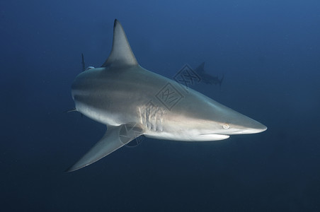 好奇鲨鱼背景图片