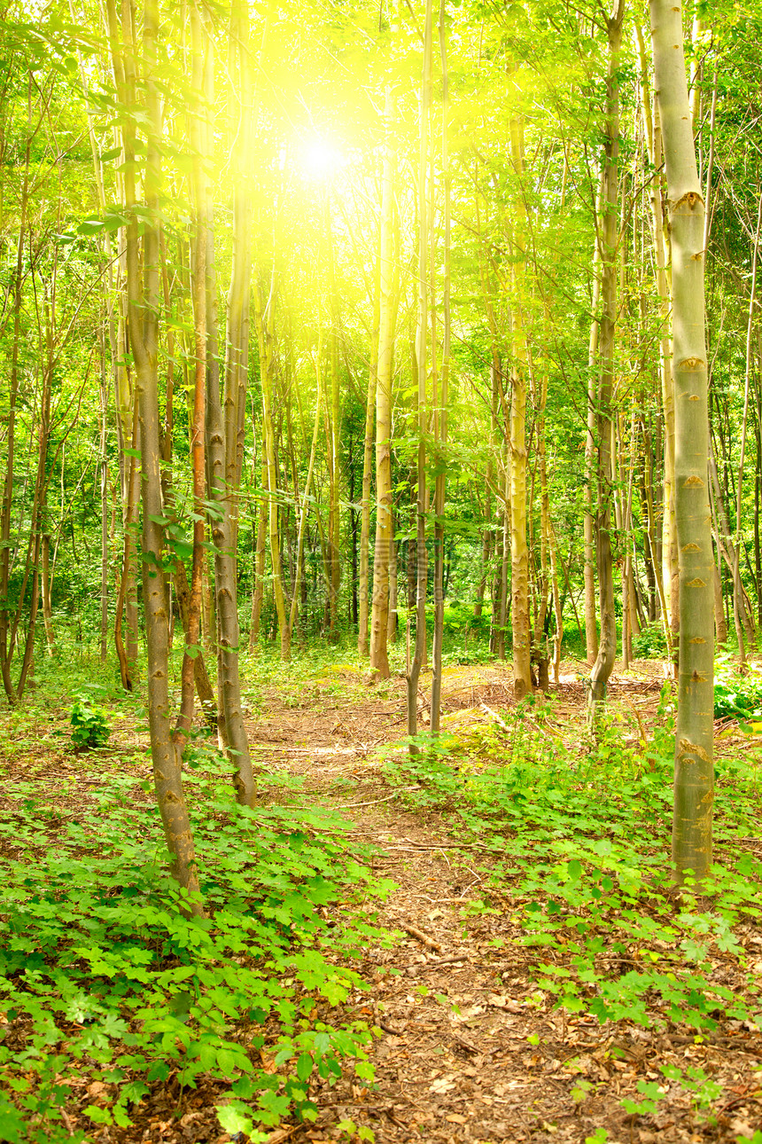 以漫行和太阳光束的清晨森林图片
