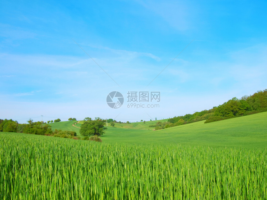 蓝天上的绿地生长地平线植物蓝色场地绿色农场季节文化季节性图片